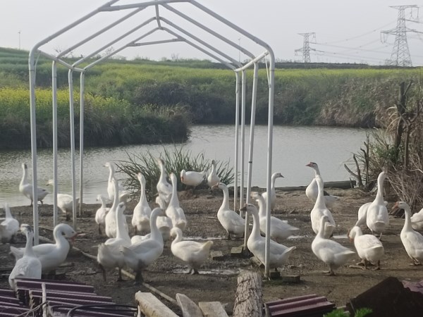 身残志坚三十载 一只鸡走出自强路——残疾人创业者周小明的励志故事